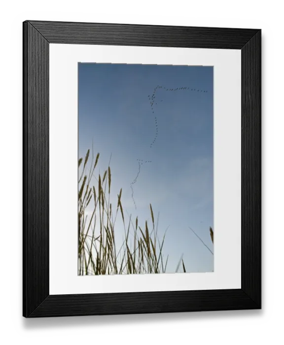 Framed Print : Pink-footed Geese Anser brachyrynchus leaving roost on the Wash at Snettisham Norfolk Framed Print : Pink-footed Geese Anser brachyrynchus leaving roost on the Wash at Snettisham Norfolk