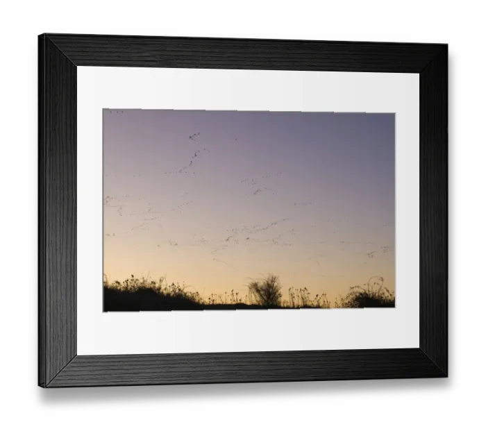Framed Print : Pink-footed Geese Anser brachyrynchus leaving roost at Snettisham Norfolk winter Framed Print : Pink-footed Geese Anser brachyrynchus leaving roost at Snettisham Norfolk winter