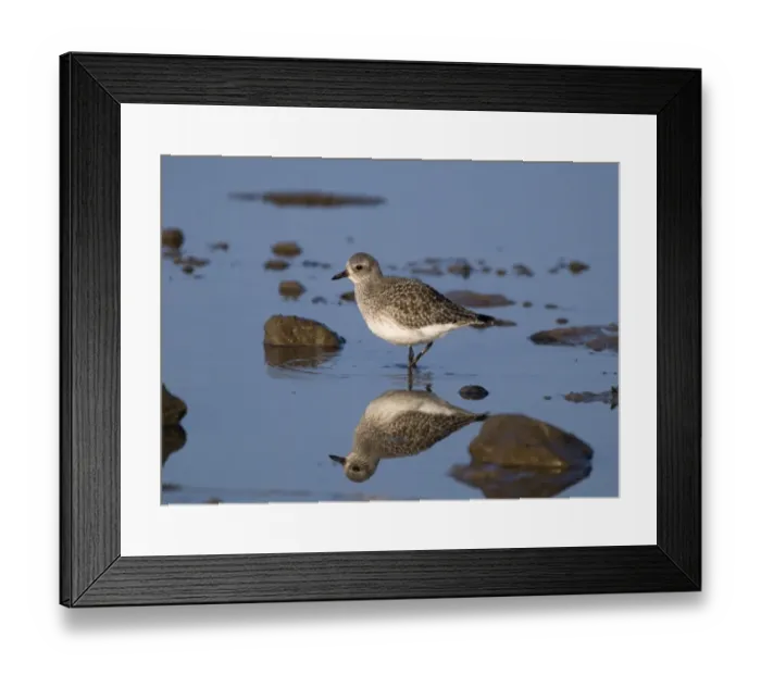 Framed Print : Grey Plover Pluvialis squatarola Norfolk January Framed Print : Grey Plover Pluvialis squatarola Norfolk January