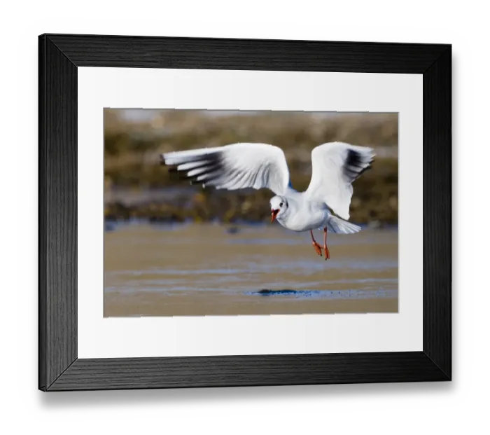 Framed Print : Black-headed Gull Larus ridibundus in non breeding plumage winter Norfolk Framed Print : Black-headed Gull Larus ridibundus in non breeding plumage winter Norfolk