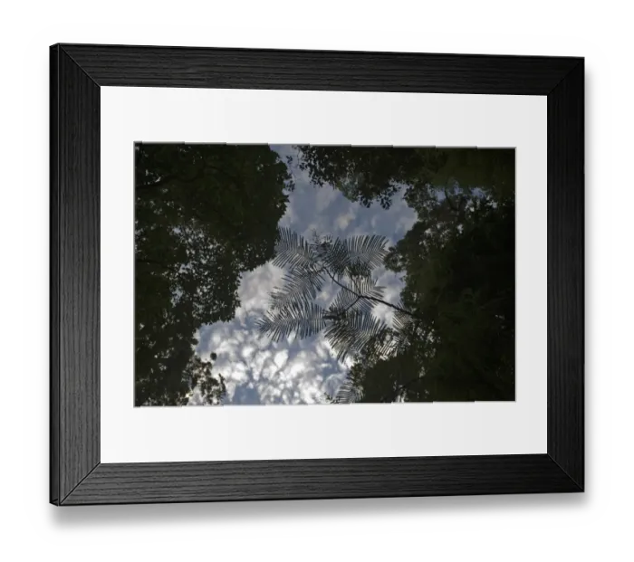 Framed Print : Forest canopy against a dawn sky Subic Luzon Philippines Framed Print : Forest canopy against a dawn sky Subic Luzon Philippines