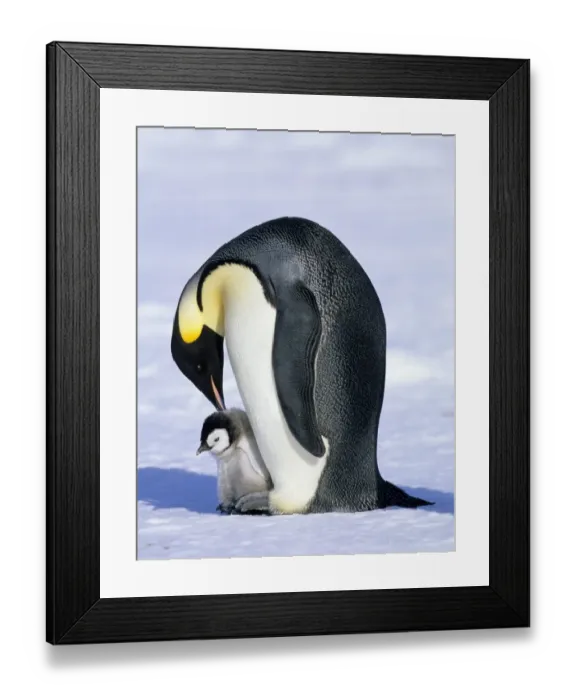 Framed Print : Emperor Penguin Aptenodytes forsteri Cape Crozier Ross Sea Antarctica Framed Print : Emperor Penguin Aptenodytes forsteri Cape Crozier Ross Sea Antarctica