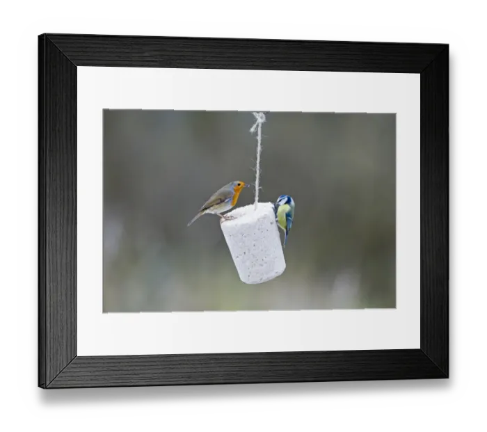 Framed Print : Robin Erithacus rubecula and Blue Tit feeding on fat feeder in garden Norfolk winter