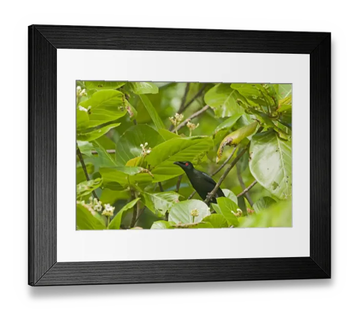 Framed Print : Asian Glossy Starling Alponis panayensis Cebu Philippines