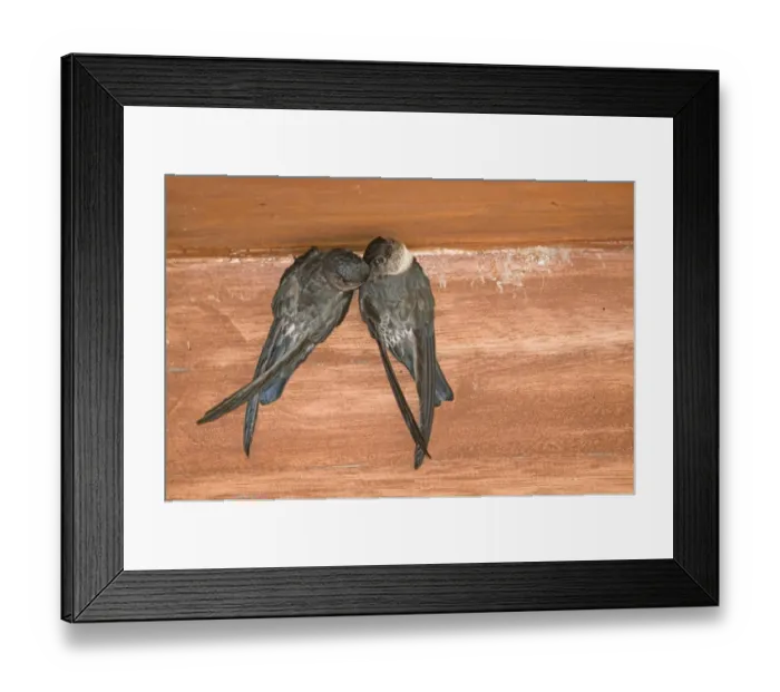 Framed Print : Glossy Swiftlets Collocalia esculenta nesting inside dwelling Cebu Philippines Framed Print : Glossy Swiftlets Collocalia esculenta nesting inside dwelling Cebu Philippines