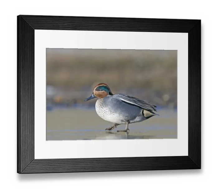 Framed Print : Teal Anas crecca male walking on frozen pool Salthouse Norfolk winter