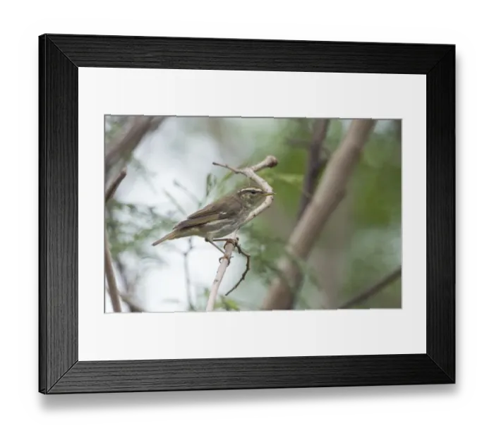 Framed Print : Arctic Warbler Phylloscopus borealis Candaba Marsh Philippines Framed Print : Arctic Warbler Phylloscopus borealis Candaba Marsh Philippines
