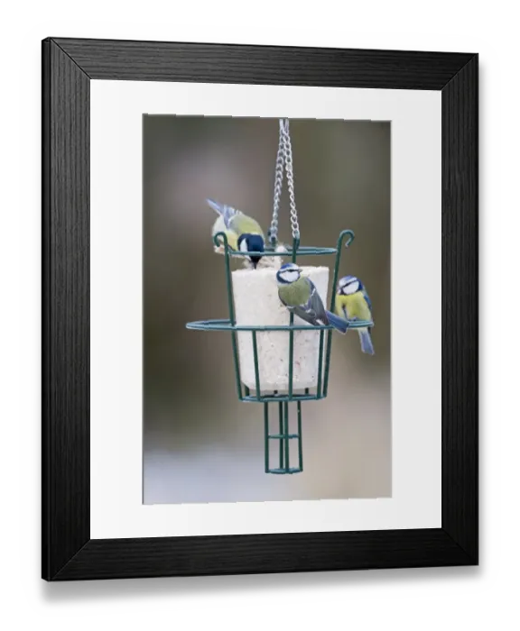 Framed Print : Blue & Great Tits on fat feeder in UK garden
