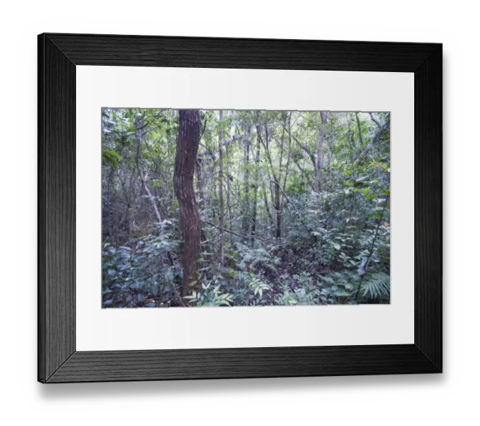 Framed Print : Forest regeneration - secondary growth in Alcoy Forest Cebu Philippines Framed Print : Forest regeneration - secondary growth in Alcoy Forest Cebu Philippines