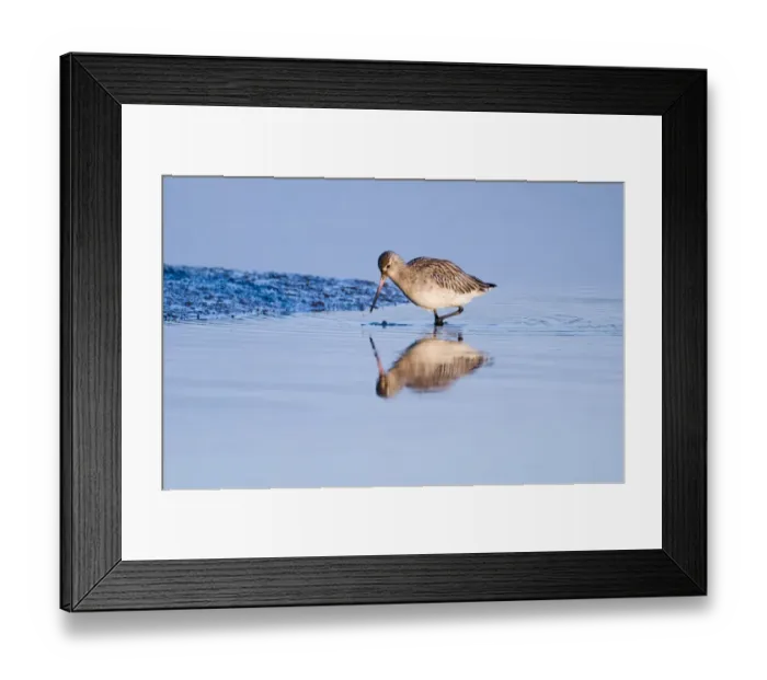 Framed Print : Bar-tailed Godwit Limosa lapponica feeding in tidal creek Brancaster Staithe Norfolk