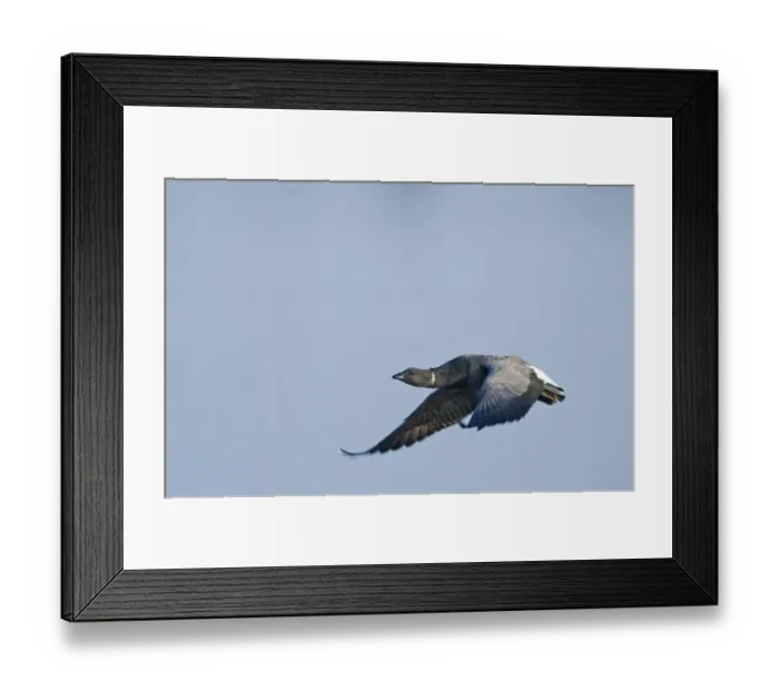 Framed Print : Brent Goose Norfolk winter