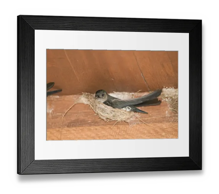 Framed Print : Glossy Swiftlet Collocalia esculenta nesting inside dwelling Cebu Philippines Framed Print : Glossy Swiftlet Collocalia esculenta nesting inside dwelling Cebu Philippines