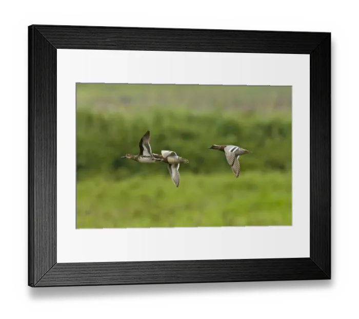Framed Print : Garganey Anas querquedula Candaba Marsh Philippines Framed Print : Garganey Anas querquedula Candaba Marsh Philippines