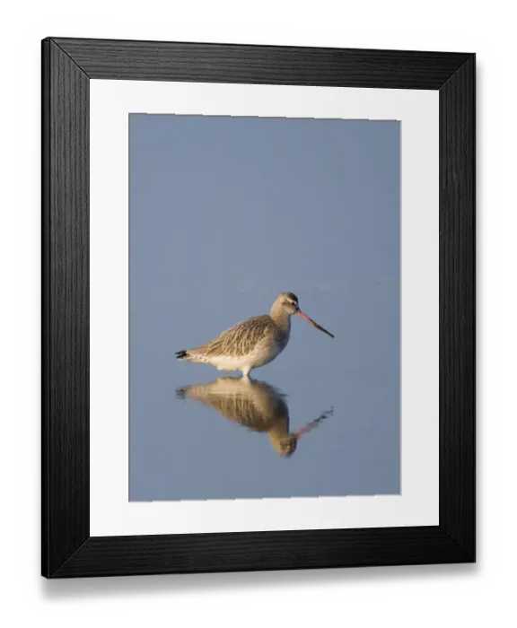 Framed Print : Bar-tailed Godwit Limosa lapponica in tidal creek Norfolk winter Framed Print : Bar-tailed Godwit Limosa lapponica in tidal creek Norfolk winter