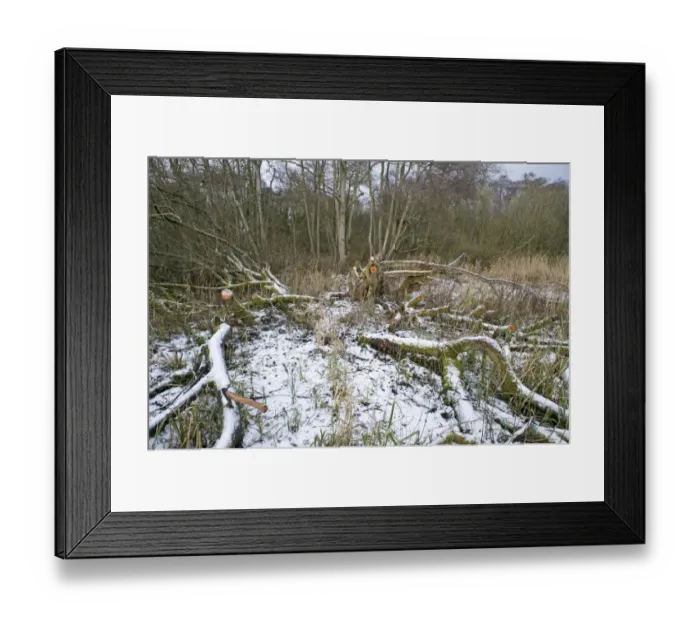 Framed Print : woodland management - clearing area of sallow from Ferry Wood in Norfolk Broads winter Framed Print : woodland management - clearing area of sallow from Ferry Wood in Norfolk Broads winter