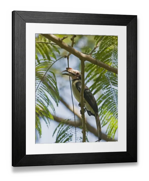 Framed Print : Tarictic Hornbill Penelopides manillae Subic Luzon Philippines Framed Print : Tarictic Hornbill Penelopides manillae Subic Luzon Philippines