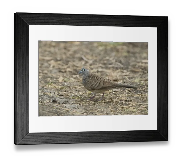 Framed Print : Zebra Dove Geopelia striata Candaba Luzon Philippines Framed Print : Zebra Dove Geopelia striata Candaba Luzon Philippines