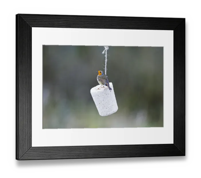 Framed Print : Robin Erithacus rubecula feeding on fat feeder in garden Norfolk winter Framed Print : Robin Erithacus rubecula feeding on fat feeder in garden Norfolk winter
