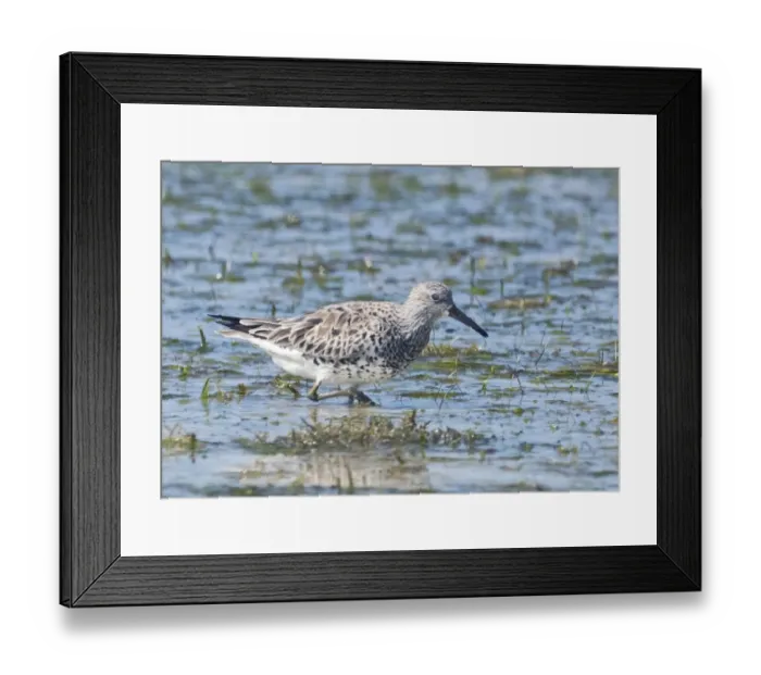 Framed Print : Great Knot Calidris tenuirostris Olango Island Cebu Philippines Framed Print : Great Knot Calidris tenuirostris Olango Island Cebu Philippines