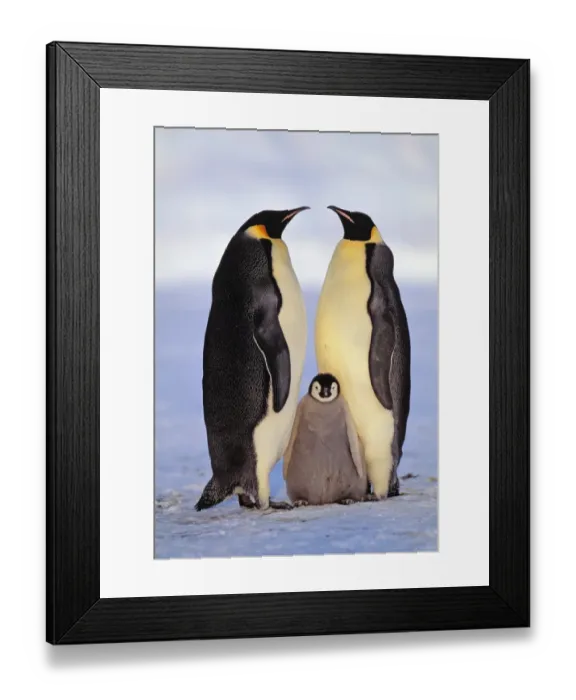 Framed Print : Emperor Penguin pair with chick Antarctica Framed Print : Emperor Penguin pair with chick Antarctica