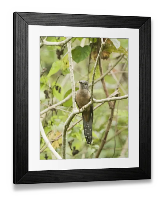 Framed Print : Brush Cuckoo subspecies Rusty-breasted Cuckoo Cacomantis variolosus sepucralis Alcoy Framed Print : Brush Cuckoo subspecies Rusty-breasted Cuckoo Cacomantis variolosus sepucralis Alcoy