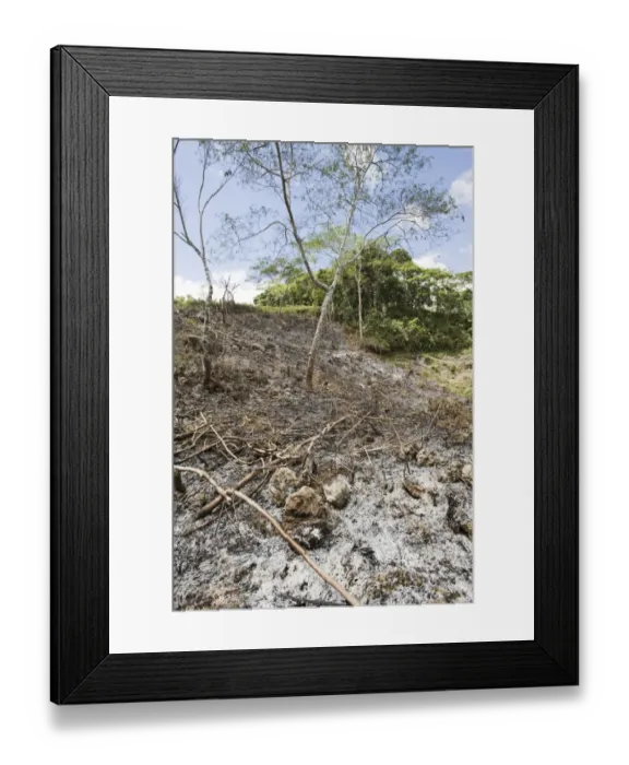 Framed Print : Slash and burn forest clearance in Alcoy Forest Cebu Philippines Framed Print : Slash and burn forest clearance in Alcoy Forest Cebu Philippines