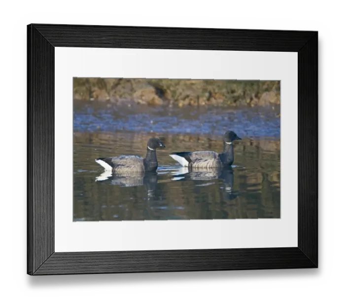 Framed Print : Brent Geese Branta bernicla in tidal creek at Brancaster Staithe Norfolk winter Framed Print : Brent Geese Branta bernicla in tidal creek at Brancaster Staithe Norfolk winter