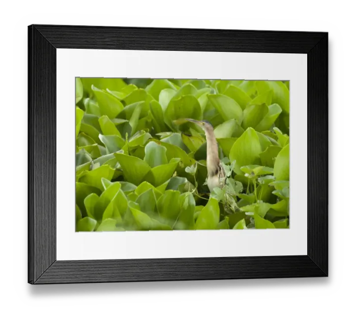 Framed Print : Yellow Bittern Ixobrychus sinensis Candaba Marsh Luzon Philippines Framed Print : Yellow Bittern Ixobrychus sinensis Candaba Marsh Luzon Philippines