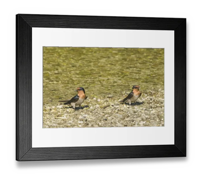 Framed Print : Pacific Swallow Hirundo tahitica Cebu Philippines Framed Print : Pacific Swallow Hirundo tahitica Cebu Philippines