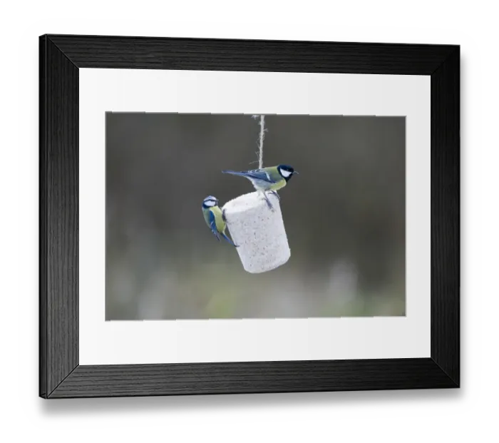 Framed Print : Blue & Great Tits on fat feeder in UK garden Framed Print : Blue & Great Tits on fat feeder in UK garden