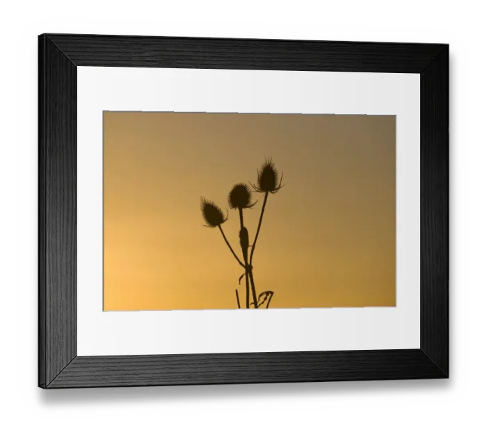Framed Print : Teazel heads silhouetted at dawn at Snettisham RSPB Reserve Norfolk winter Framed Print : Teazel heads silhouetted at dawn at Snettisham RSPB Reserve Norfolk winter