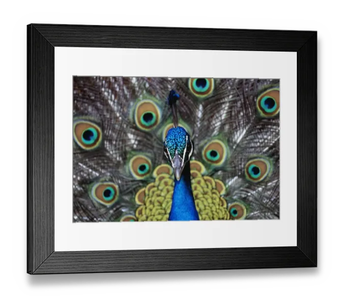 Framed Print : Peacock displaying Framed Print : Peacock displaying