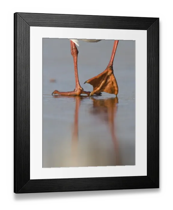 Framed Print : Feet of Black-headed Gull Larus ridibundus on ice winter Norfolk Framed Print : Feet of Black-headed Gull Larus ridibundus on ice winter Norfolk