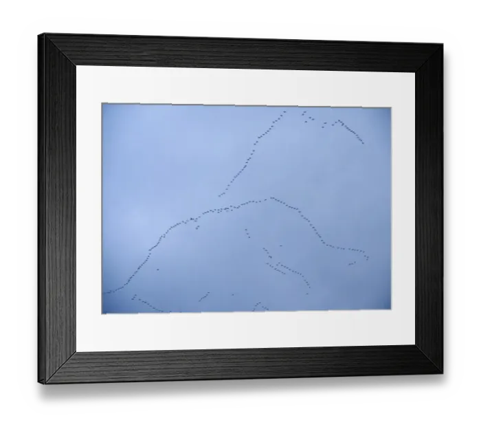 Framed Print : Pink-footed Geese Anser brachyrynchus skeins over Norfolk winter Framed Print : Pink-footed Geese Anser brachyrynchus skeins over Norfolk winter
