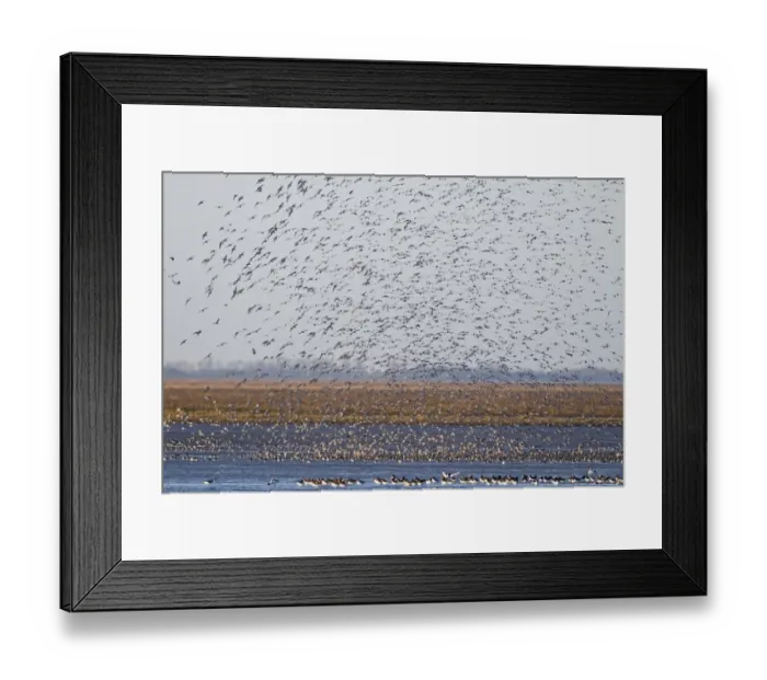 Framed Print : Knot Calidris canutus (Oystercatchers in foreground) arriving at high tide roost Framed Print : Knot Calidris canutus (Oystercatchers in foreground) arriving at high tide roost