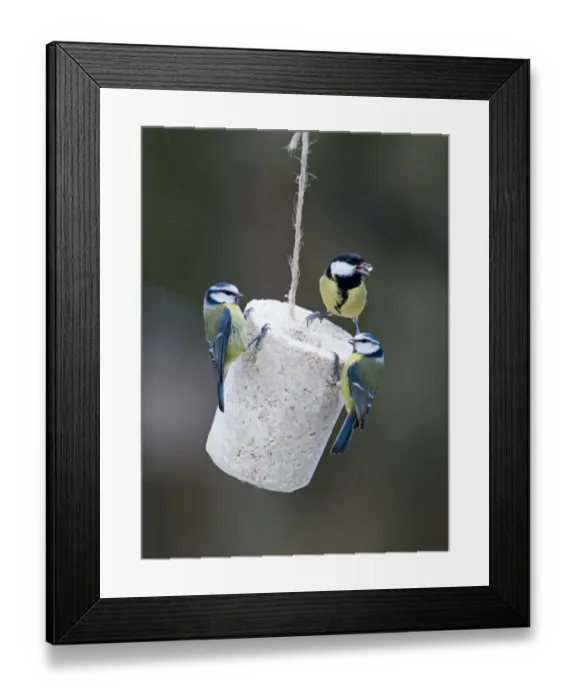 Framed Print : Blue & Great Tits on fat feeder in UK garden Framed Print : Blue & Great Tits on fat feeder in UK garden