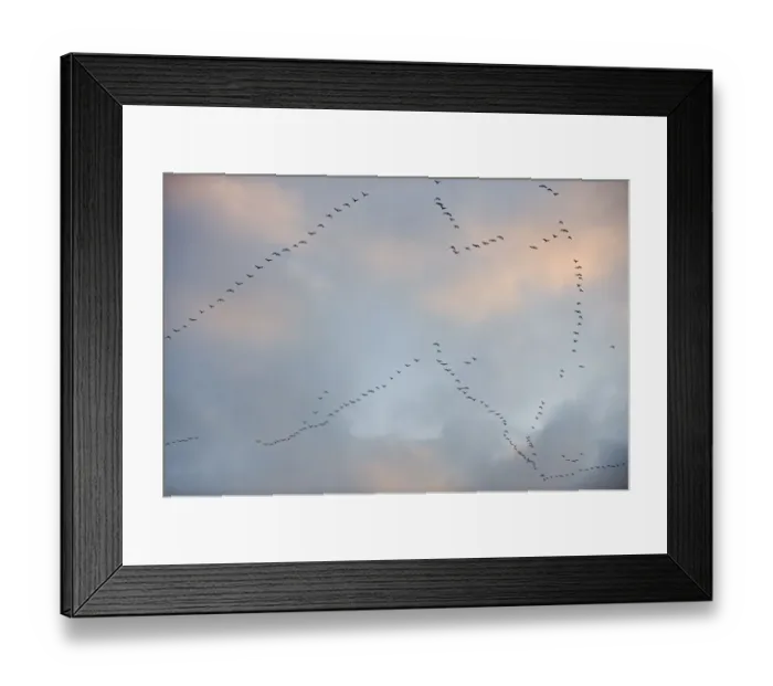 Framed Print : Pink-footed Geese Anser brachyrynchus leaving roost on the Wash at Snettisham Norfolk