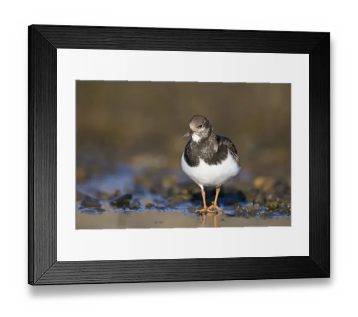 Framed Print : Turnstone Arenaria interpres in non breeding plumage Salthouse Norfolk winter Framed Print : Turnstone Arenaria interpres in non breeding plumage Salthouse Norfolk winter