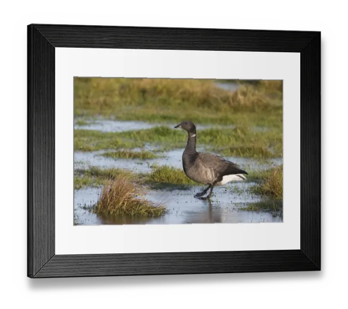 Framed Print : Brent Goose Branta bernicla walking across frozen pool Titchwell RSPB Reserve Norfolk Framed Print : Brent Goose Branta bernicla walking across frozen pool Titchwell RSPB Reserve Norfolk