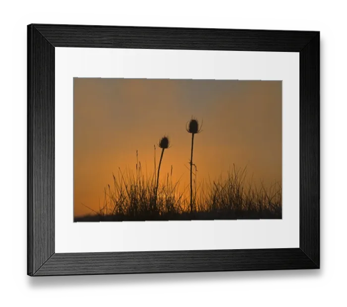 Framed Print : Teasels at dawn Snettisham RSPB Reserve Norfolk winter