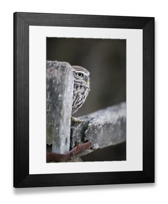 Framed Print : Little Owl Athene noctua UK winter Framed Print : Little Owl Athene noctua UK winter