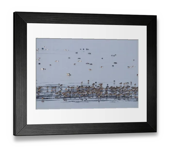 Framed Print : Various waders and wildfowl incl Bar-tailed Godwits on The Wash at Snettisham RSPB Framed Print : Various waders and wildfowl incl Bar-tailed Godwits on The Wash at Snettisham RSPB