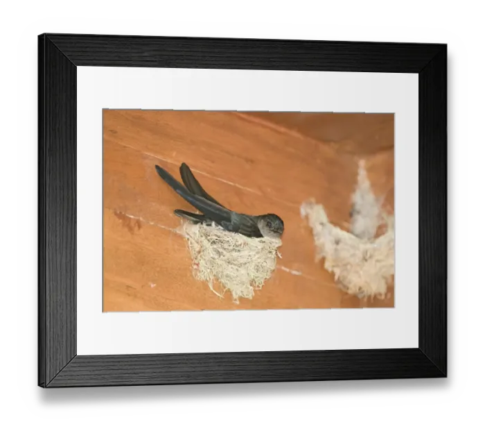 Framed Print : Glossy Swiftlet Collocalia esculenta nesting inside dwelling Cebu Philippines Framed Print : Glossy Swiftlet Collocalia esculenta nesting inside dwelling Cebu Philippines