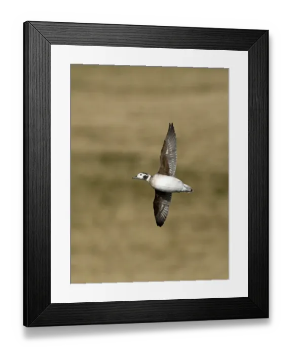 Framed Print : Long-tailed Duck Clangula hyemalis female in April Shetland Framed Print : Long-tailed Duck Clangula hyemalis female in April Shetland
