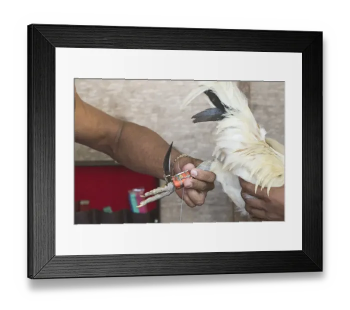 Framed Print : Gaffer binding slasher to leg of cock in readiness for cock fight at Narra on Palawan Framed Print : Gaffer binding slasher to leg of cock in readiness for cock fight at Narra on Palawan