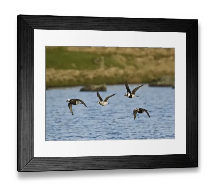 Framed Print : Long-tailed Duck Clangula hyemalis moulting flock in April Shetland Framed Print : Long-tailed Duck Clangula hyemalis moulting flock in April Shetland