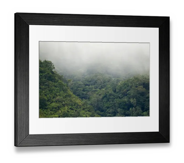 Framed Print : Forest on Mt Kitanglad on Mindanao Philippines Framed Print : Forest on Mt Kitanglad on Mindanao Philippines