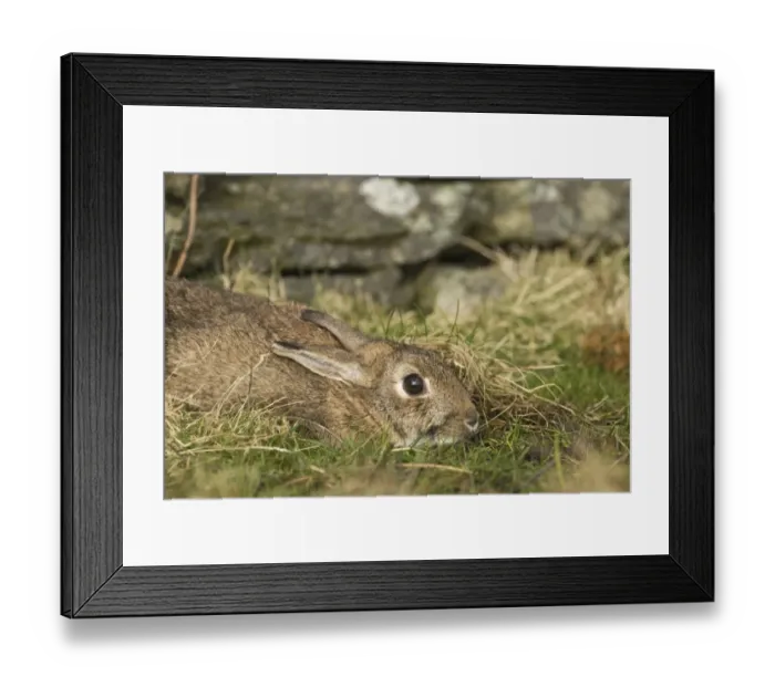 Framed Print : Wild Rabbit Oryctolagus cuniculus flattening itself to ground to hide Shetland Framed Print : Wild Rabbit Oryctolagus cuniculus flattening itself to ground to hide Shetland