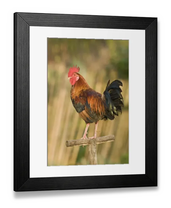 Framed Print : Fighting cock in front of house in Narra Palawan Philippines Framed Print : Fighting cock in front of house in Narra Palawan Philippines