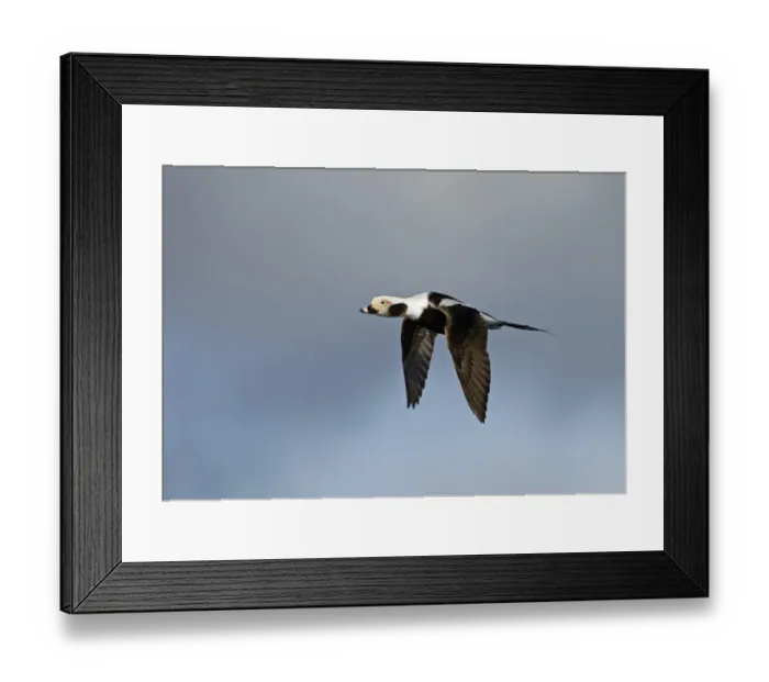 Framed Print : Long-tailed Duck Clangula hyemalis male in April Shetland Framed Print : Long-tailed Duck Clangula hyemalis male in April Shetland